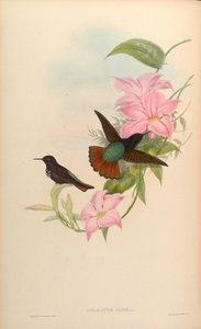 Aglaeactis pamela door John Gould